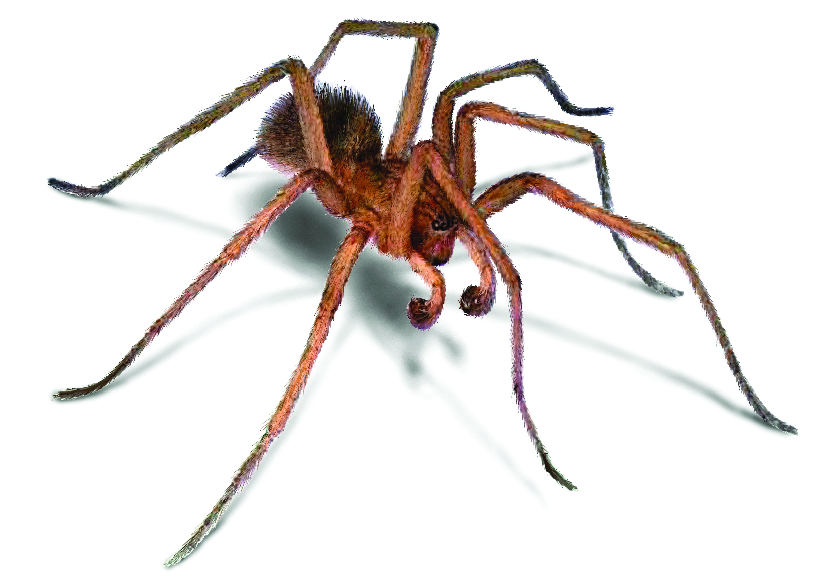 Hobo Spiders (Aggressive House Spider): Facts & Identification