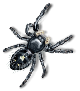 Get Rid Of Jumping Spiders Control Facts Identification