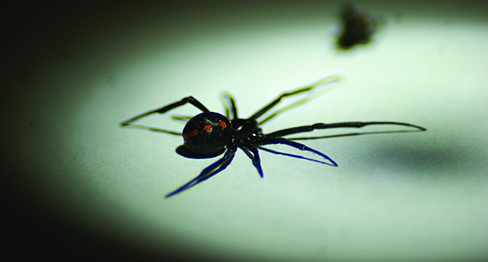 Ate A Black Widow Spider : False Widow Spider Ate My Dog Newsbiscuit Newsbiscuit - It usually involves the female eating the male before, during or after.