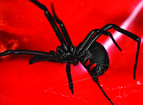 Schwarze Witwenspinne Nahaufnahme