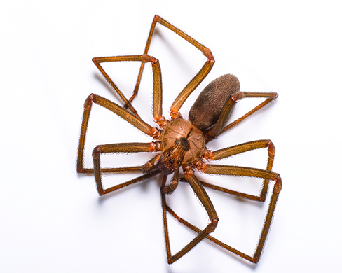 araignée recluse brune