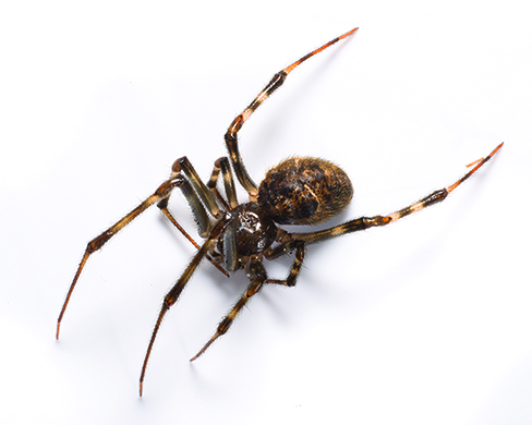 Common House Spider, Indoor Spiders