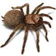 Tarantula Spider Facts – Appearance, Life Cycle, Etc.