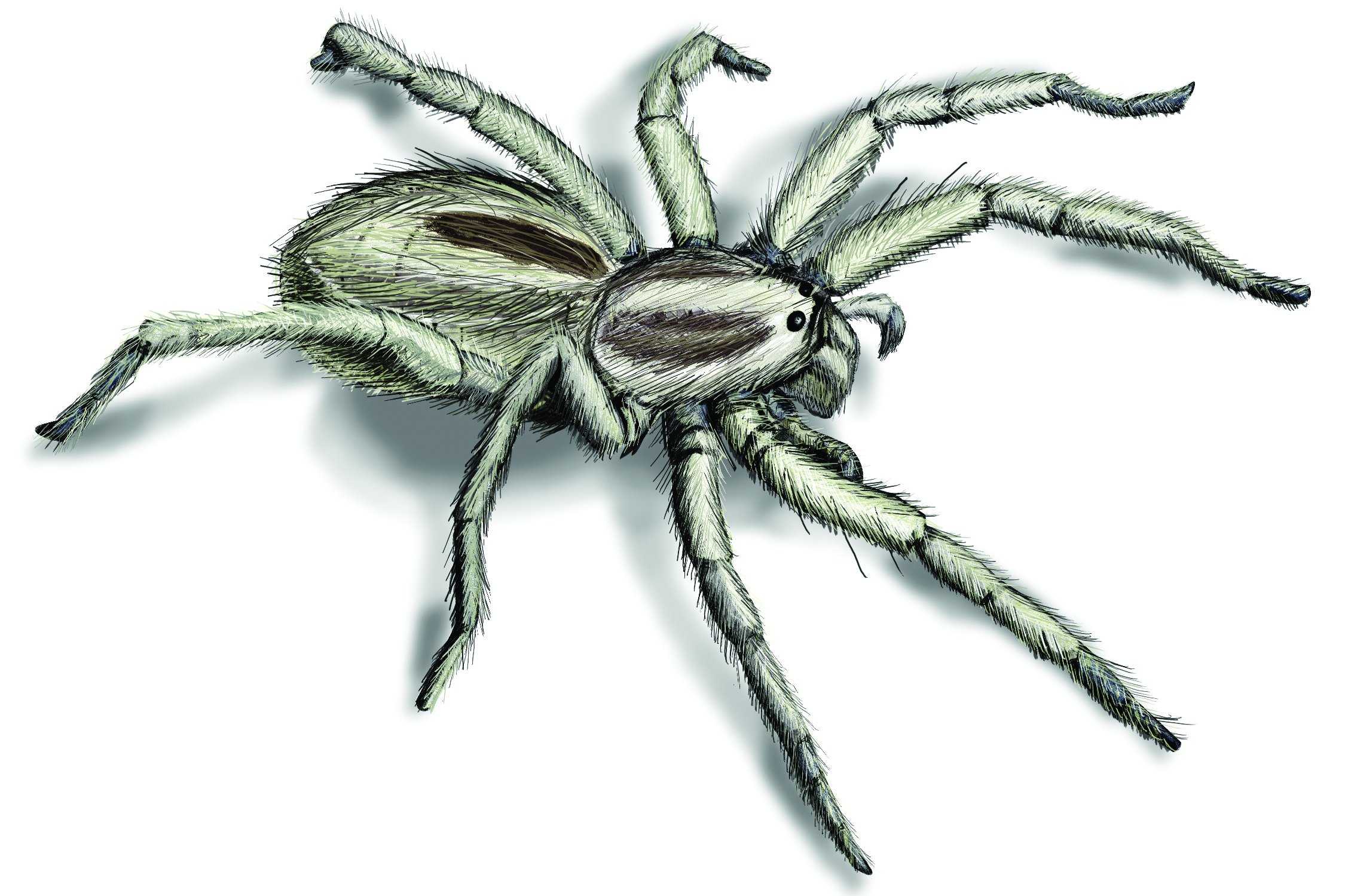 Oklahoma Spiders Identification Chart