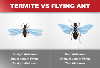 Flying Ants Vs Termites Termite Or Ant,Vinegar Based Bbq Sauce Recipe For Brisket