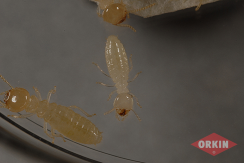 picture of eastern subterranean termite worker