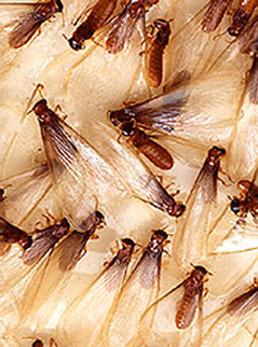 Do Termites Have Wings Termite Control Orkin