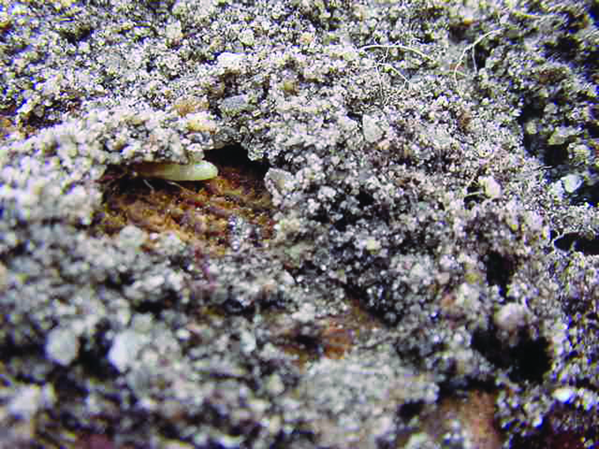 Termites Pictures Of 76