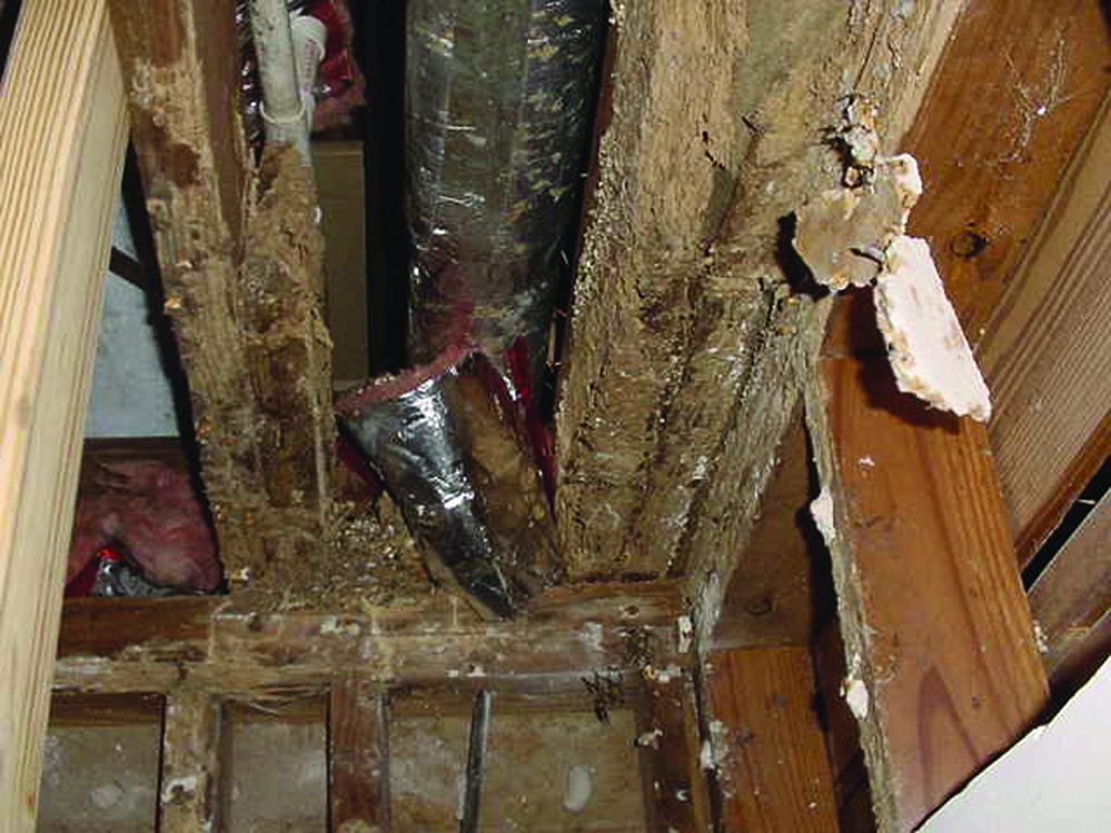 Termite Pictures Photos & Images of Termites & Damage
