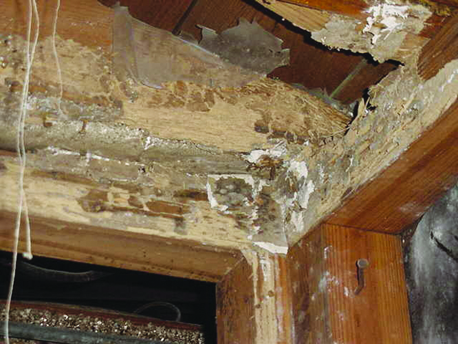 Termite Pictures
