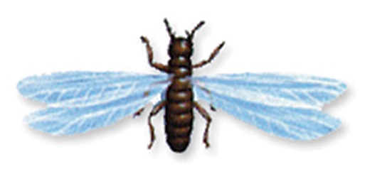 How do you get rid of winged termites in your house?