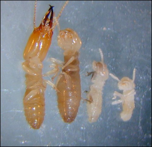 Termite Size Chart