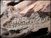 Termite Droppings (Frass): What Does Termite Excrement Look Like?