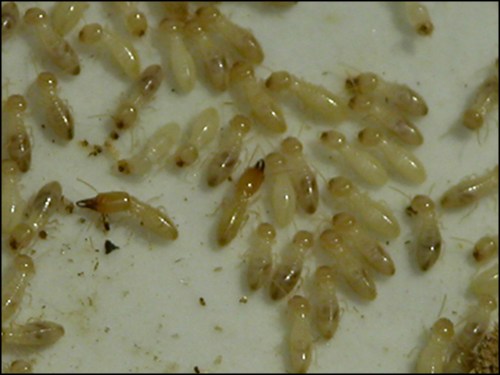 Eastern Subterranean Termite Control - American Termites