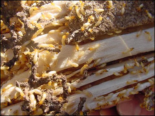 closeup picture of colony