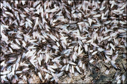 Winged Termite Swarmer - Alate