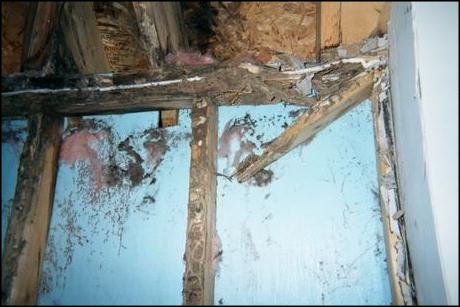 should you buy a house with termites