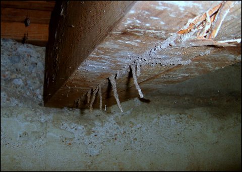 Termites Floor Damage Wood Or Lamninate Flooring