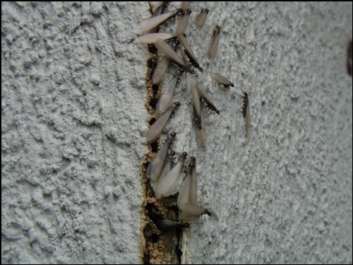 termites termite winged swarm swarming crack control flea treatment crawling oxford ms orkin insect signs walls coming insects foundation action