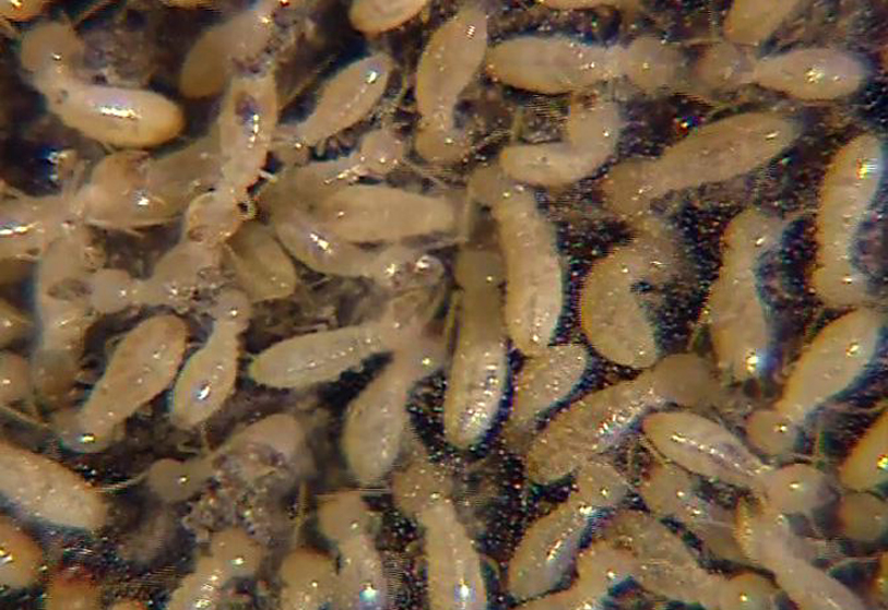 What types of termites are in Arizona?