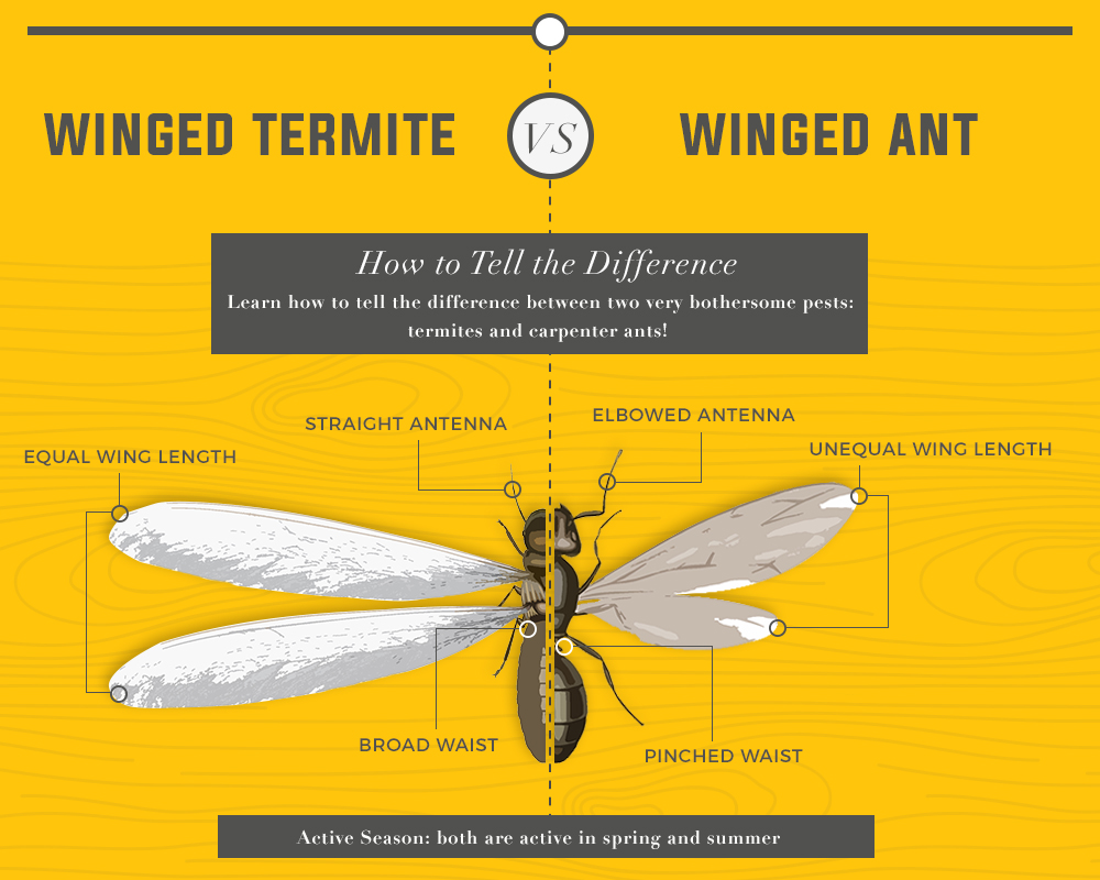 Flying Carpenter Ants Vs Termites