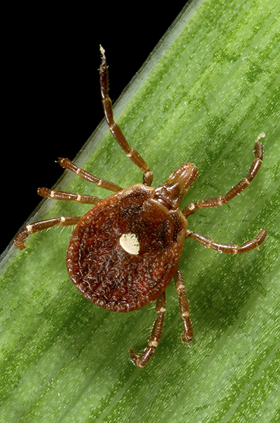 Lone Star Tick