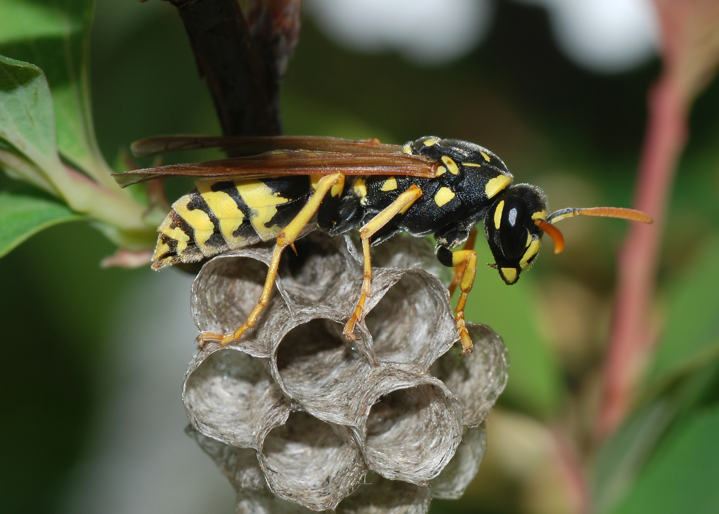 paper european wasp wasps facts under rid control licensed cc