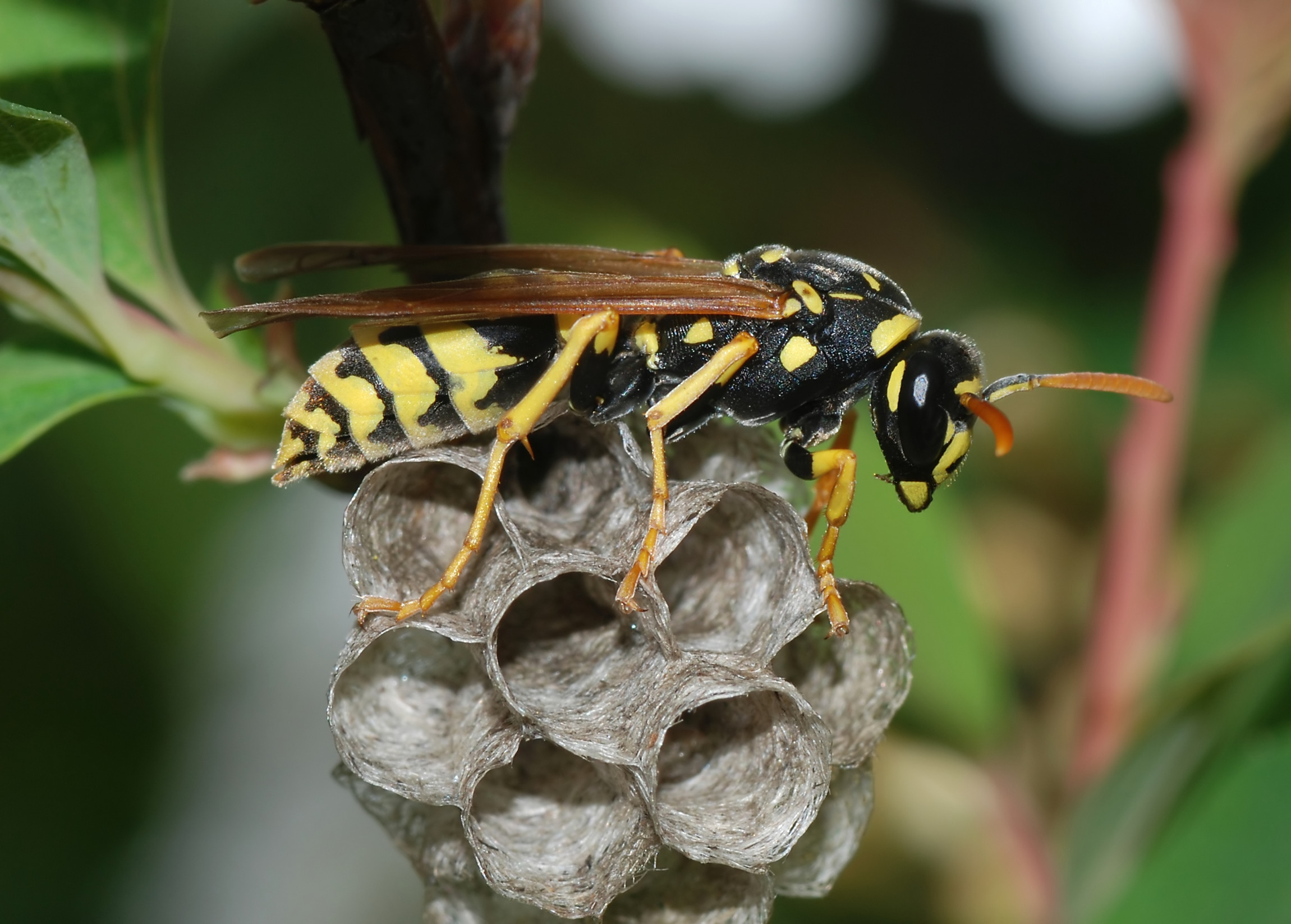 paper wasp