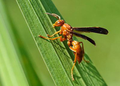 Red Wasps Stings Nests Removal