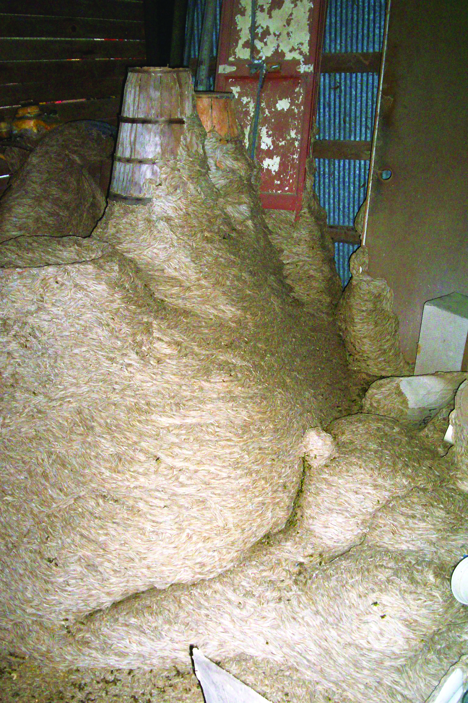 paper wasp nest