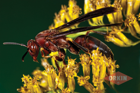 Get Rid Of Paper Wasps Removal Facts Identification