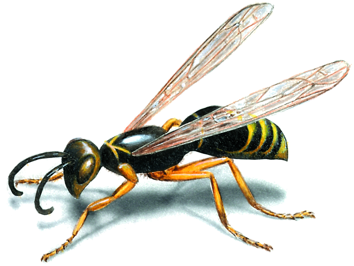 Pictures of Wasps: View Gallery of Wasp Images and Photos