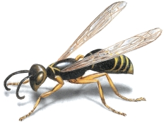 wasp wasps illustration species wings orkin ohio two facts february 24th identify look long they does pests stinging colors control