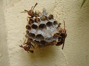 Image result for Stinging insects