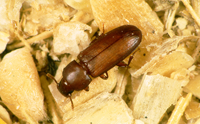 Mouka Weevil