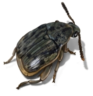 Weevil Control Learn How To Get Rid Of Weevil Bugs