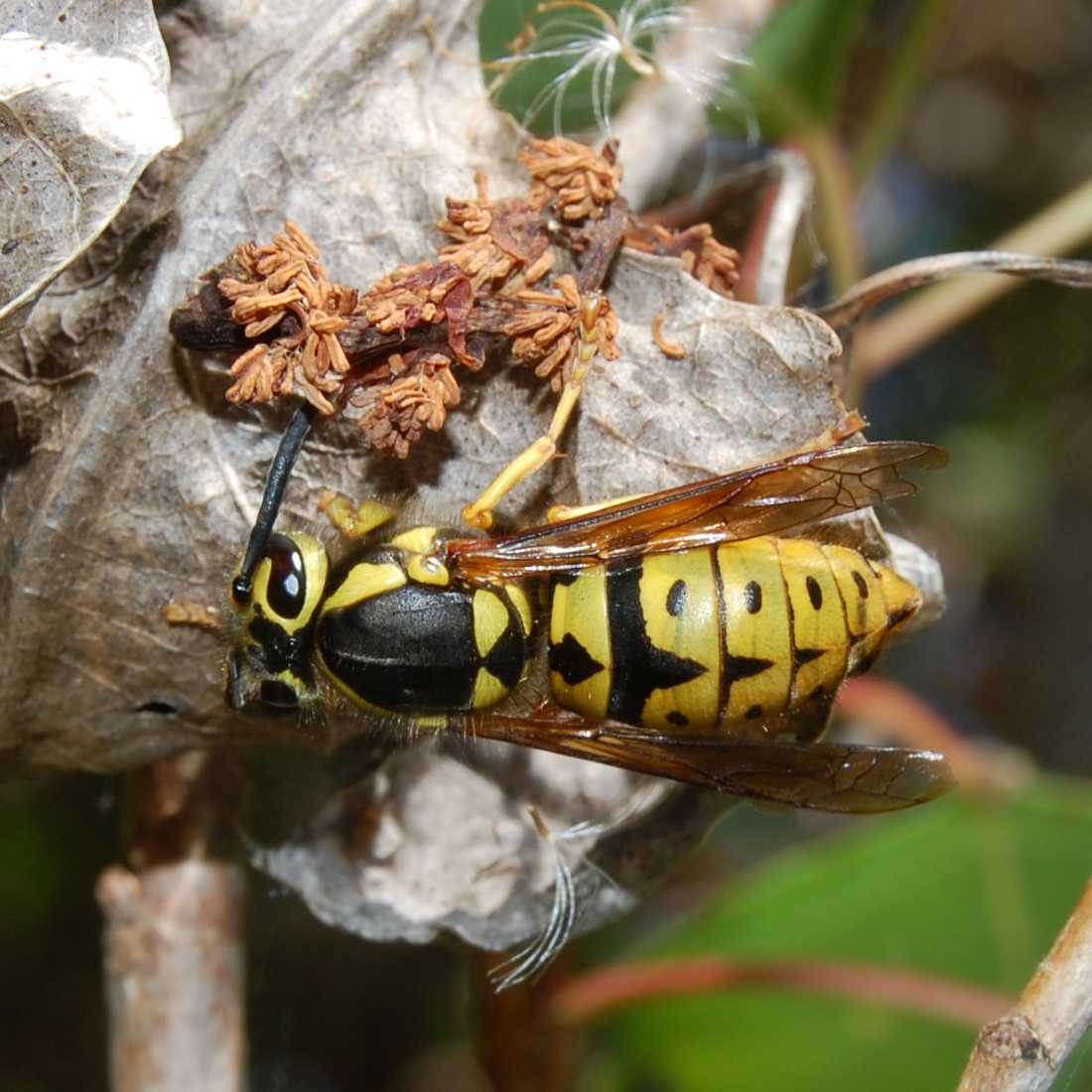 How to Get Rid of Western Yellow Jacket Wasps: Facts & More
