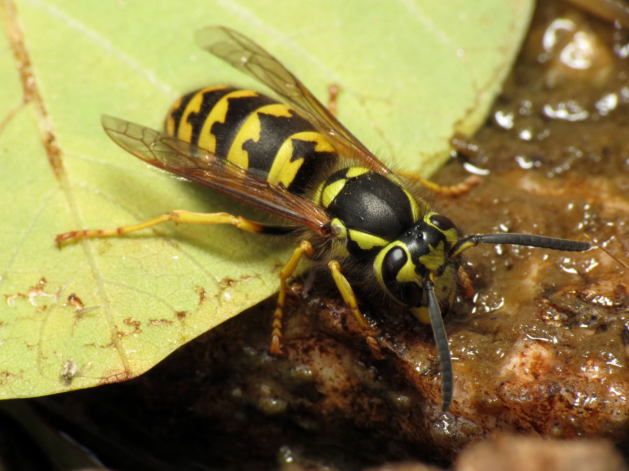 Western Yellow Jacket Wasps
